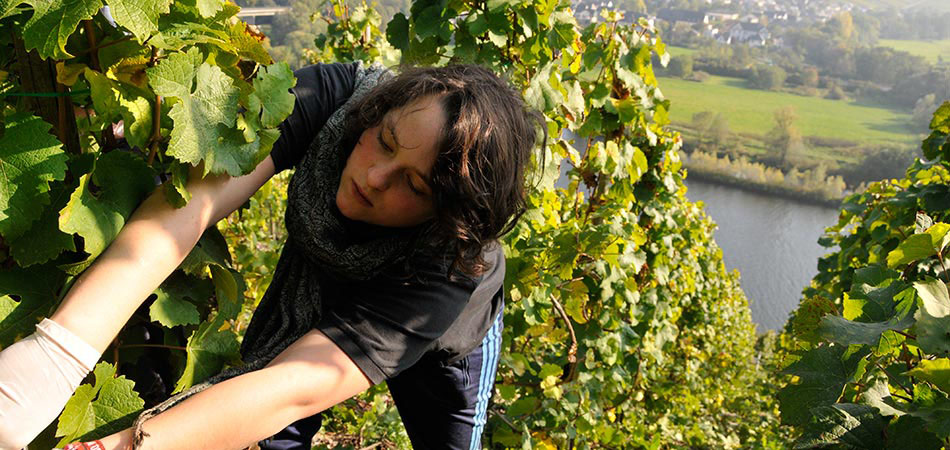 Kristin Weinand vom Weingut Weinand bei der Traubenlese in den Brauneberger Weinbergen.