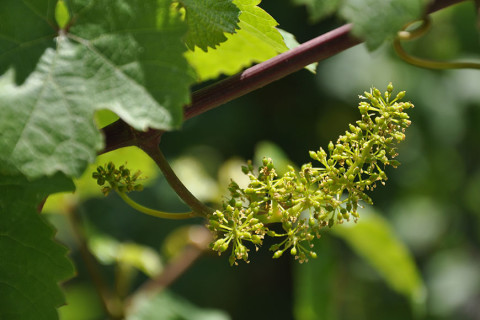 After the bloom the grapes start to ripen.