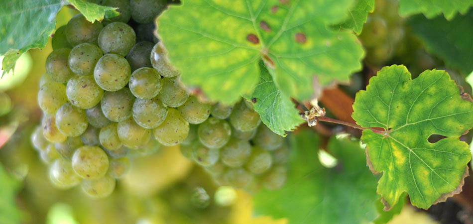 Weintrauben kurz vor der Lese in der Lage Brauneberger Juffer-Sonnenuhr an der Mosel.